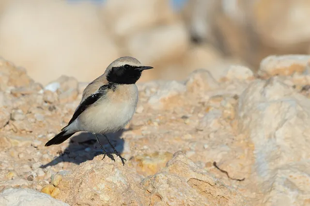 Desert Wheatear (Oenanthe deserti)