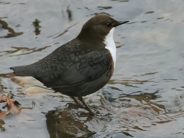 Dipper (Cinclus cinclus)