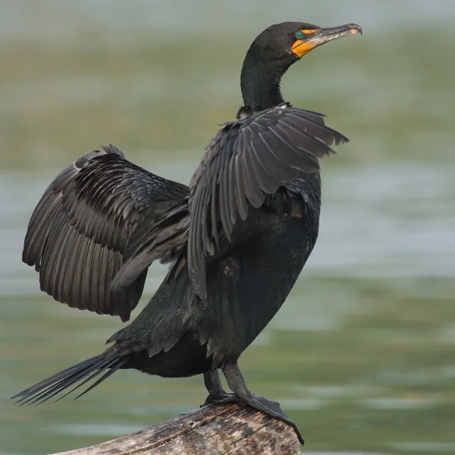 Double-crested Cormorant (Nannopterum auritum)