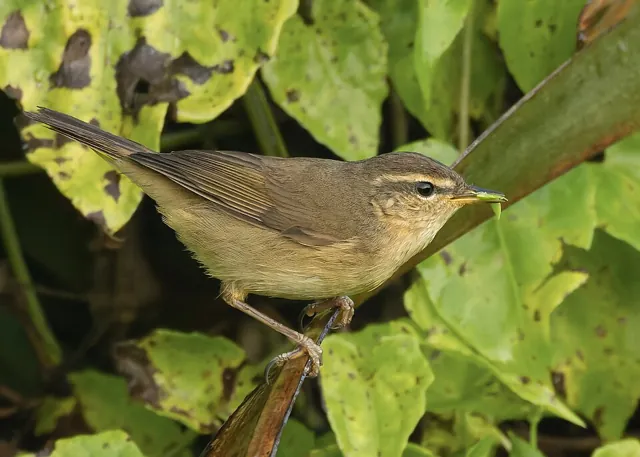 Dusky Warbler (Phylloscopus fuscatus)
