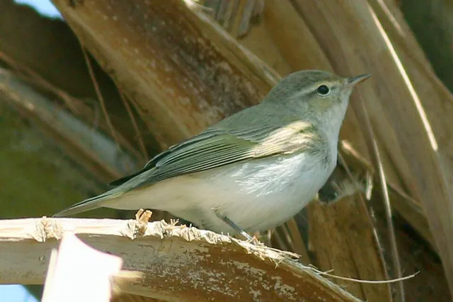 Eastern Bonelli's Warbler (Phylloscopus orientalis)