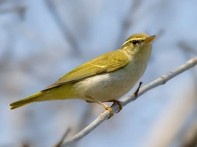 Eastern Crowned Warbler (Phylloscopus coronatus)