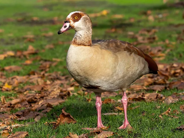 Egyptian Goose (Alopochen aegyptiaca)