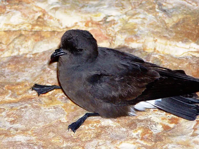 European Storm-petrel (Hydrobates pelagicus)