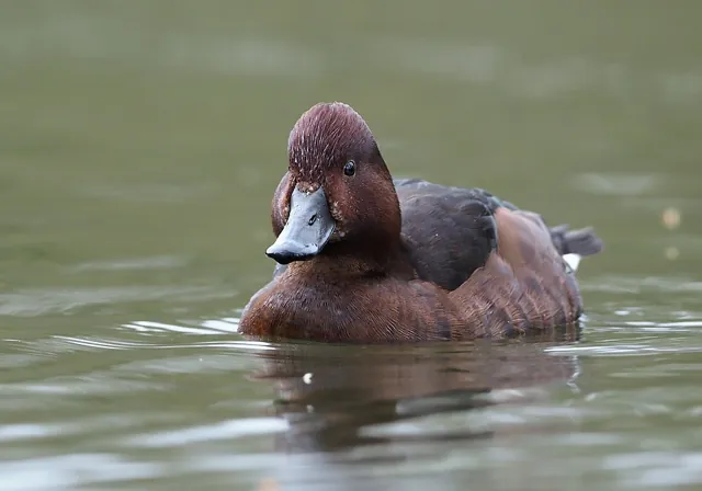 Ferruginous Duck (Aythya nyroca)
