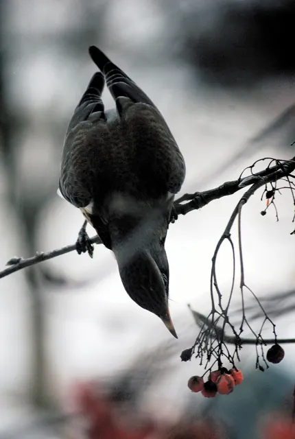 Fieldfare (Turdus pilaris)