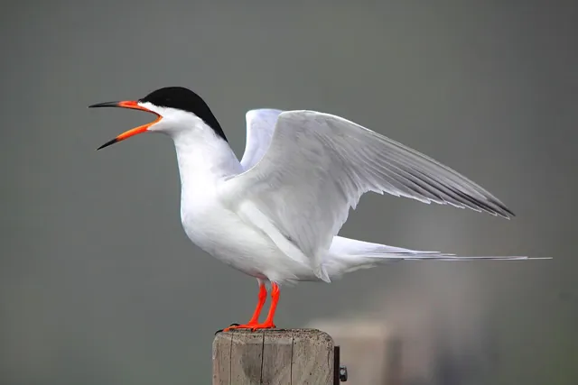 Forster's Tern (Sterna forsteri)