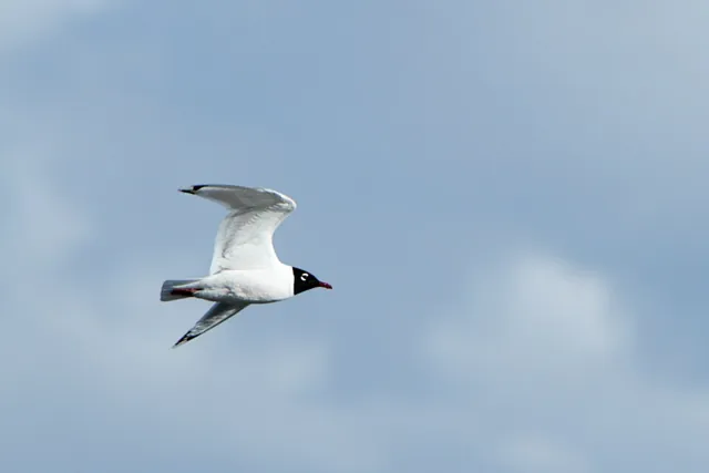 Franklin's Gull (Leucophaeus pipixcan)