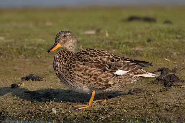 Gadwall (Mareca strepera)