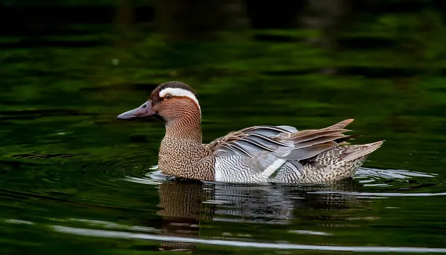 Garganey (Spatula querquedula)