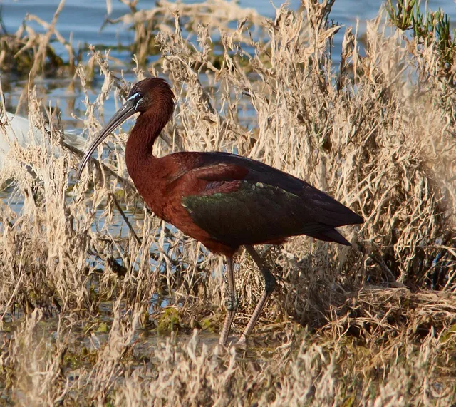 Glossy Ibis (Plegadis falcinellus)