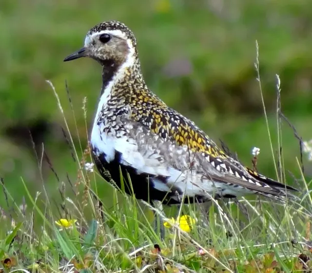 Golden Plover (Pluvialis apricaria)