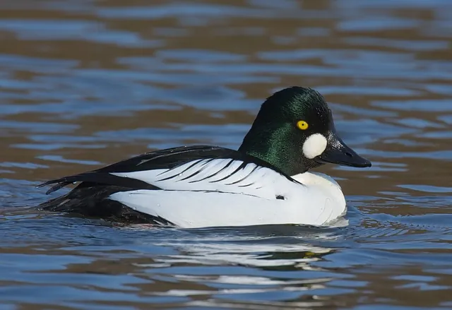 Goldeneye (Bucephala clangula)