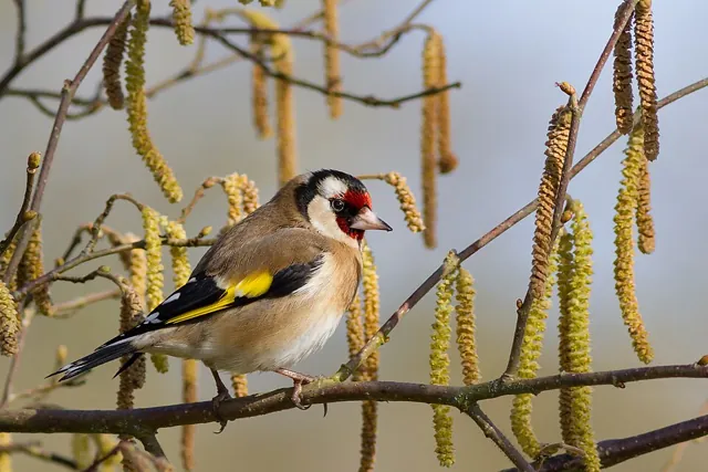 Goldfinch (Carduelis carduelis)