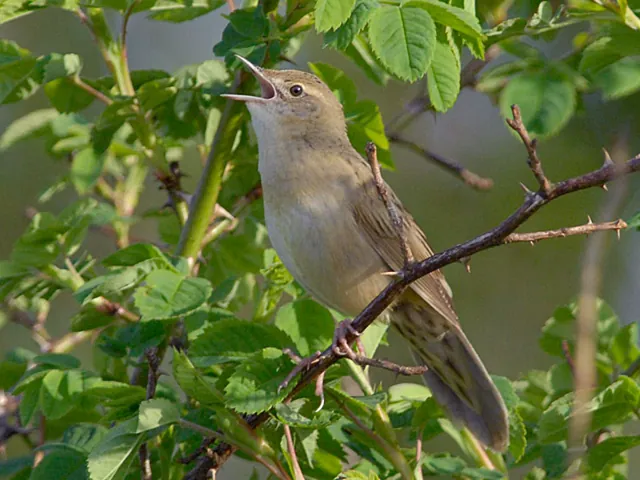 Grasshopper Warbler (Locustella naevia)