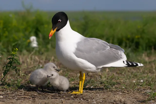 Great Black-headed Gull (Ichthyaetus ichthyaetus)