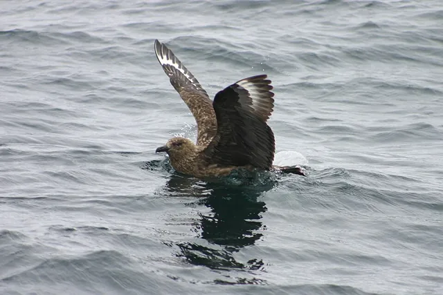 Great Skua (Stercorarius skua)