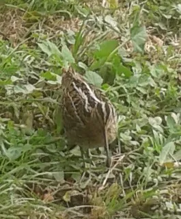 Great Snipe (Gallinago media)