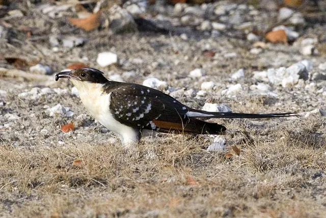 Great Spotted Cuckoo (Clamator glandarius)