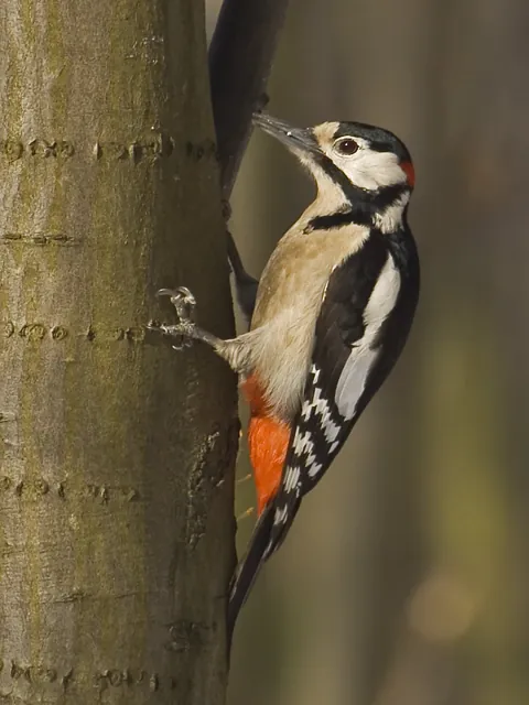 Great Spotted Woodpecker (Dendrocopos major)