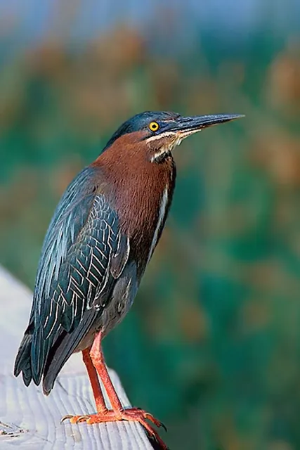 Green Heron (Butorides virescens)