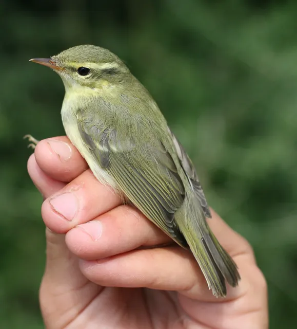Green Warbler (Phylloscopus nitidus)