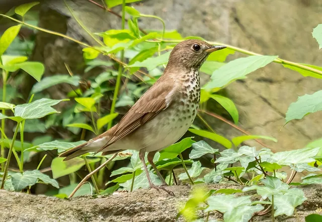 Grey-cheeked Thrush (Catharus minimus)