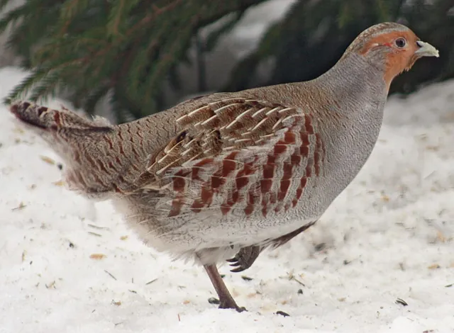 Grey Partridge (Perdix perdix)