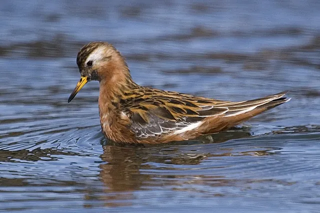 Grey Phalarope (Phalaropus fulicarius)