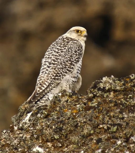 Gyr Falcon (Falco rusticolus)