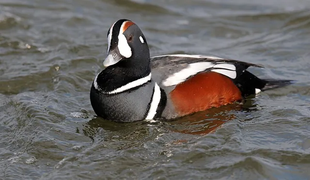 Harlequin Duck (Histrionicus histrionicus)