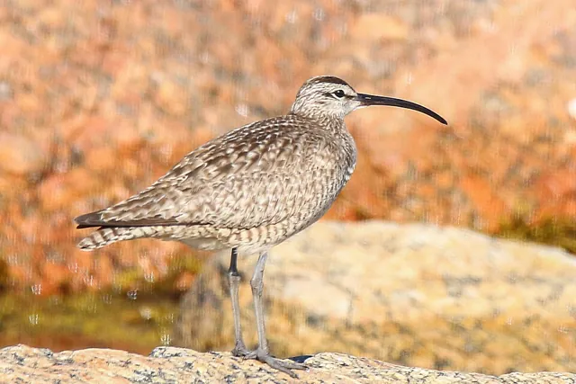 Hudsonian Whimbrel (Numenius hudsonicus)