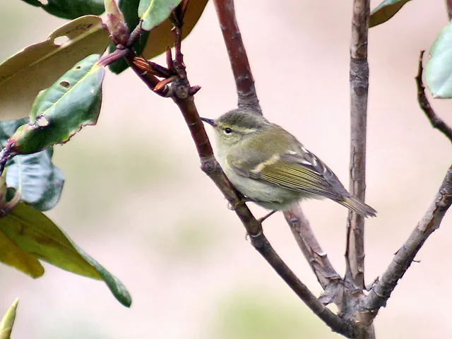 Hume's Warbler (Phylloscopus humei)