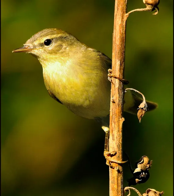 Iberian Chiffchaff (Phylloscopus ibericus)