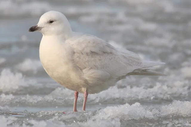 Iceland Gull (Larus glaucoides)