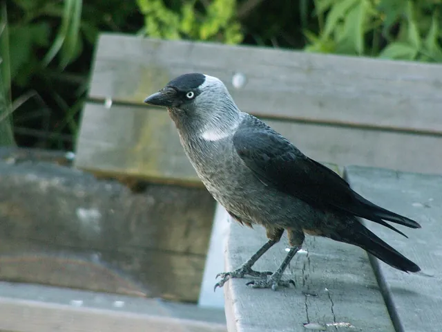 Jackdaw (Coloeus monedula)