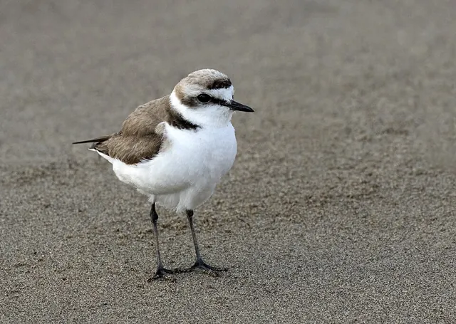 Kentish Plover (Anarhynchus alexandrinus)