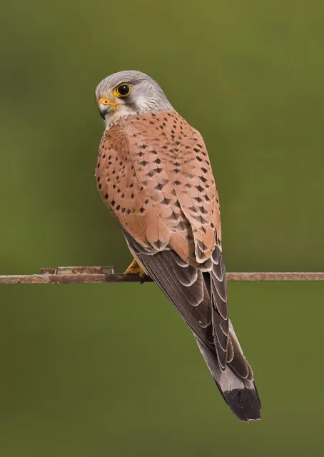 Kestrel (Falco tinnunculus)
