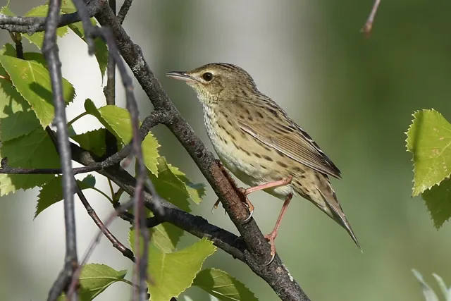 Lanceolated Warbler (Locustella lanceolata)
