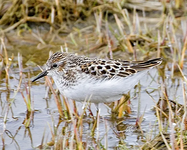 Least Sandpiper (Calidris minutilla)