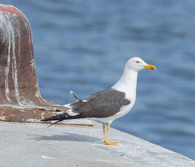 Lesser Black-backed Gull (Larus fuscus)