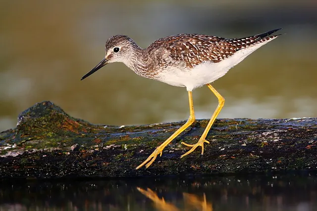 Lesser Yellowlegs (Tringa flavipes)