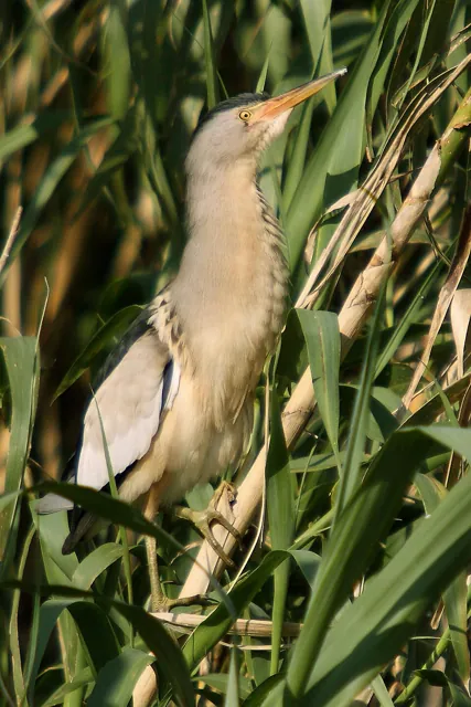 Little Bittern (Botaurus minutus)