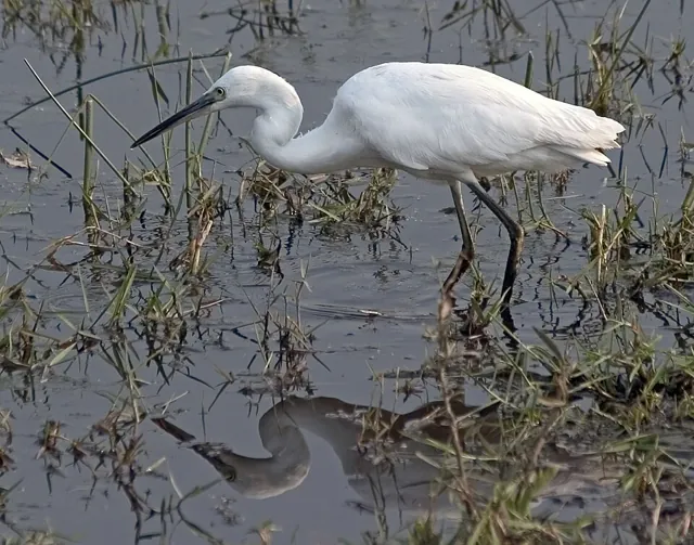 Little Egret (Egretta garzetta)