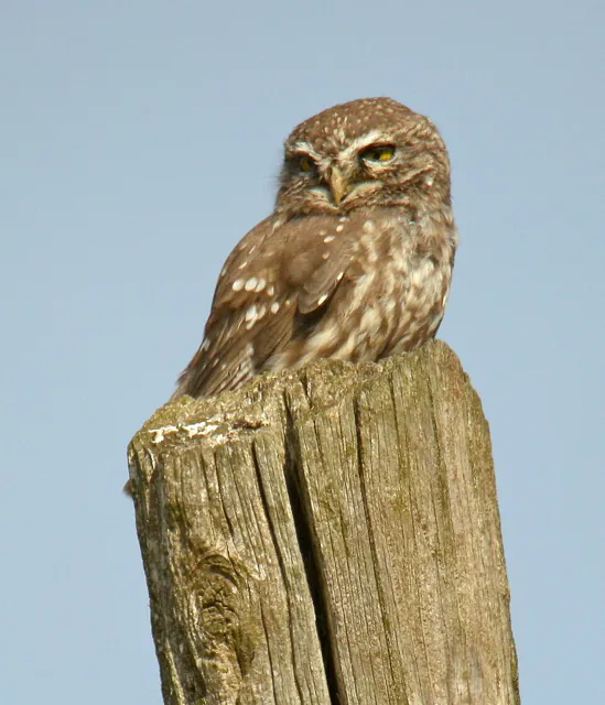 Little Owl (Athene noctua)