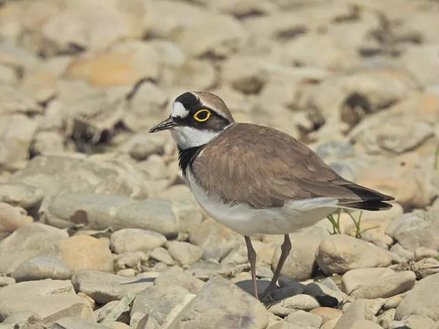 Little Ringed Plover (Thinornis dubius)