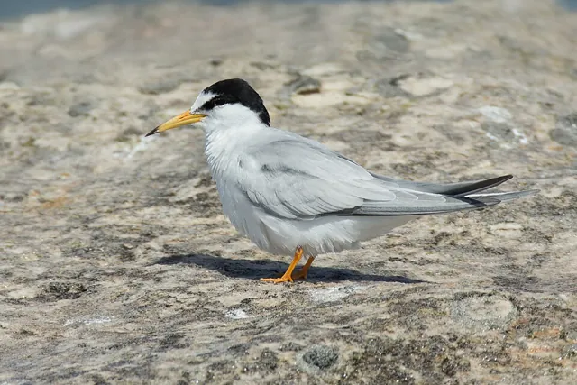 Little Tern (Sternula albifrons)