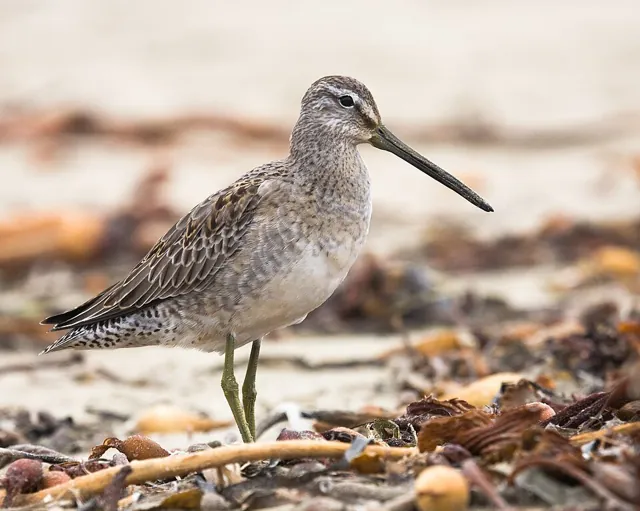 Long-billed Dowitcher (Limnodromus scolopaceus)