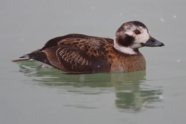 Long-tailed Duck (Clangula hyemalis)
