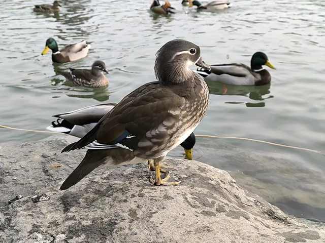 Mandarin Duck (Aix galericulata)